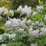 Rhododendron Impressionen
